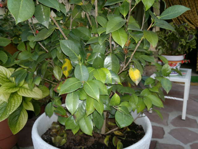 [Foto de planta, jardin, jardineria]