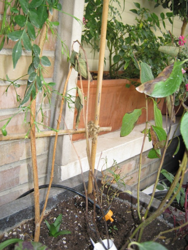 [Foto de planta, jardin, jardineria]