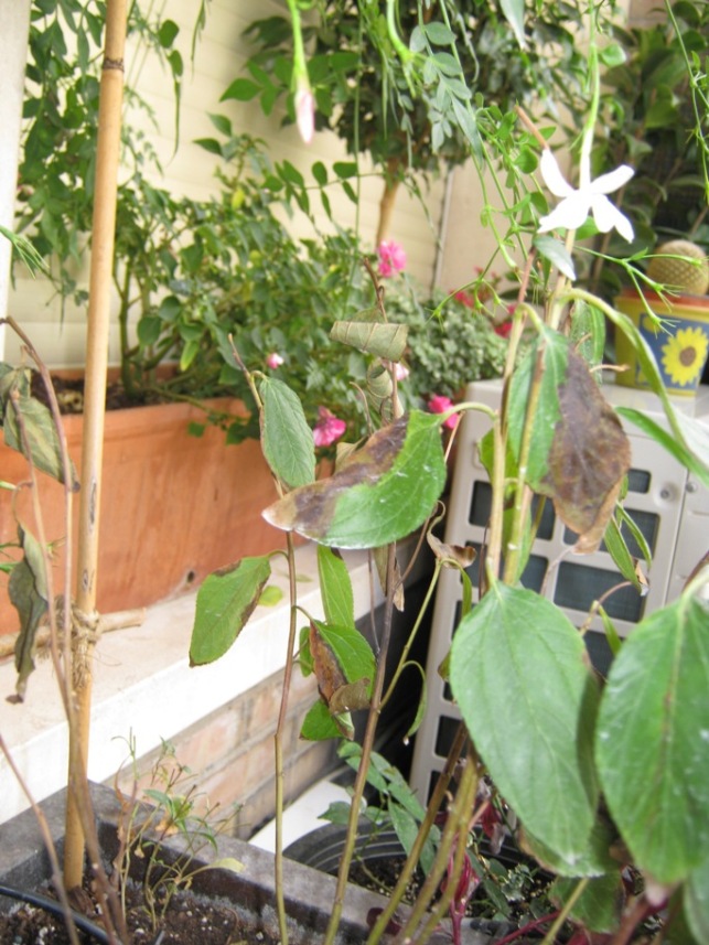 [Foto de planta, jardin, jardineria]