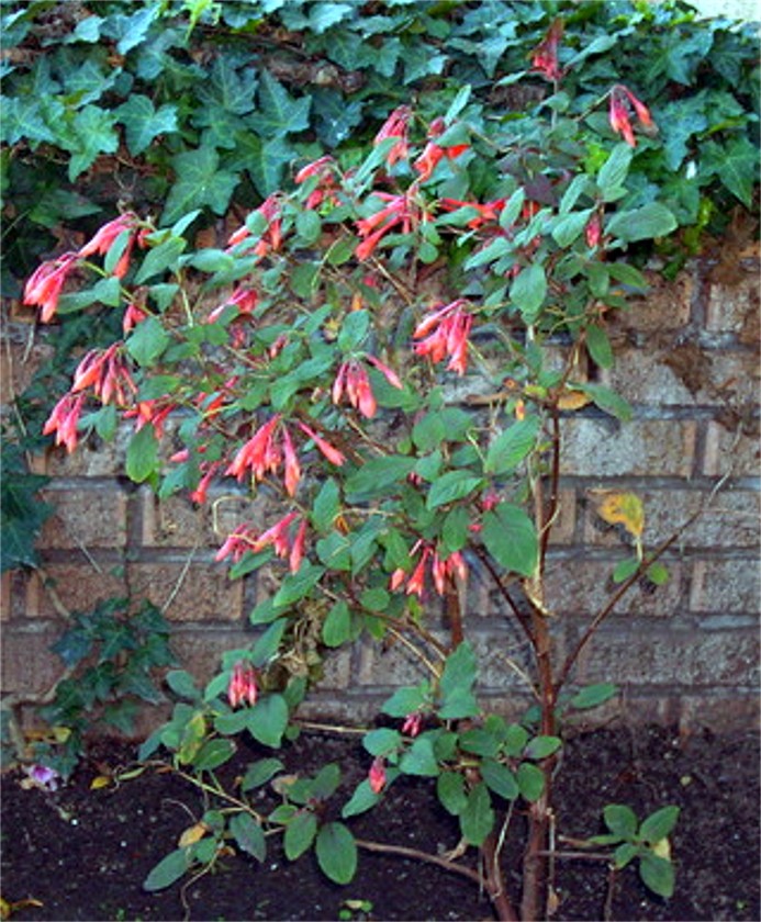 [Foto de planta, jardin, jardineria]