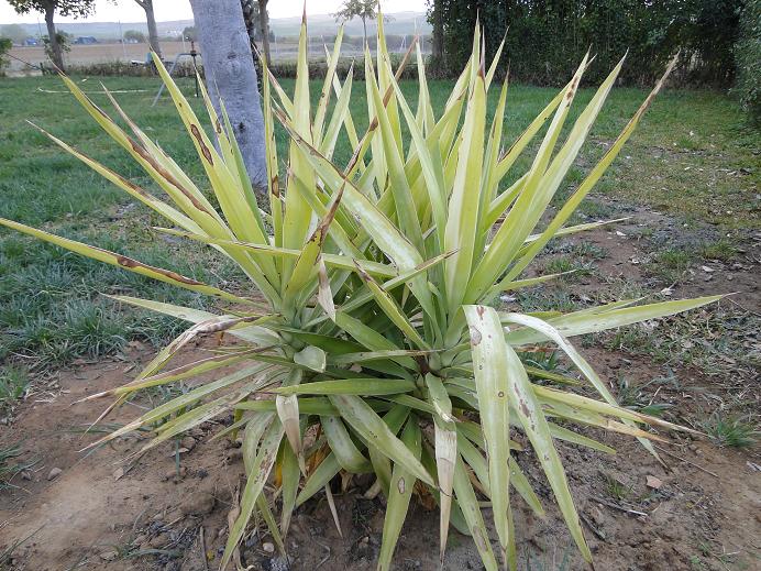 [Foto de planta, jardin, jardineria]