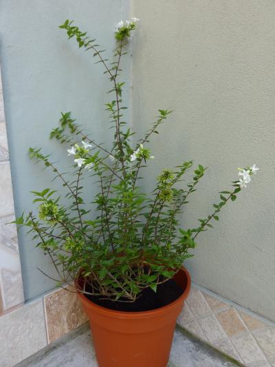 [Foto de planta, jardin, jardineria]
