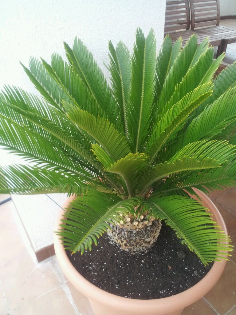 [Foto de planta, jardin, jardineria]