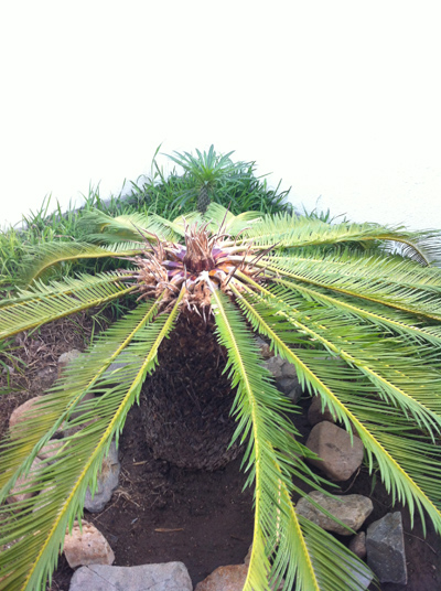 [Foto de planta, jardin, jardineria]