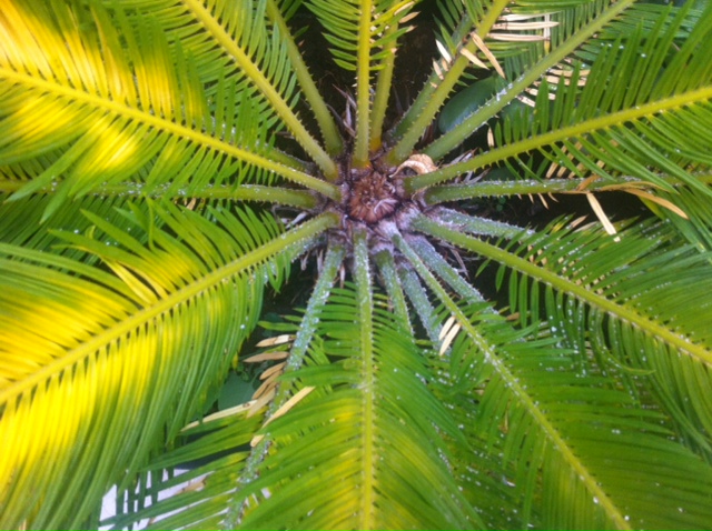 [Foto de planta, jardin, jardineria]