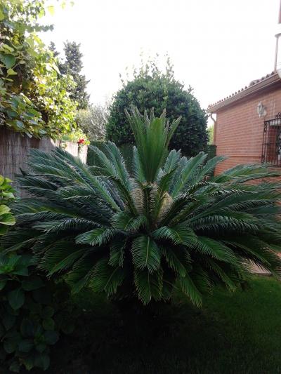 [Foto de planta, jardin, jardineria]