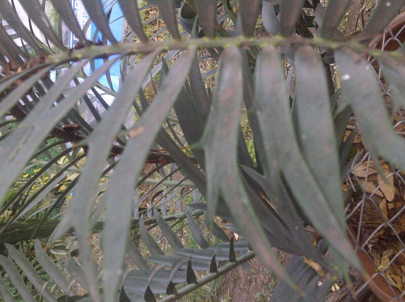 [Foto de planta, jardin, jardineria]