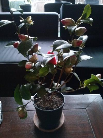 [Foto de planta, jardin, jardineria]