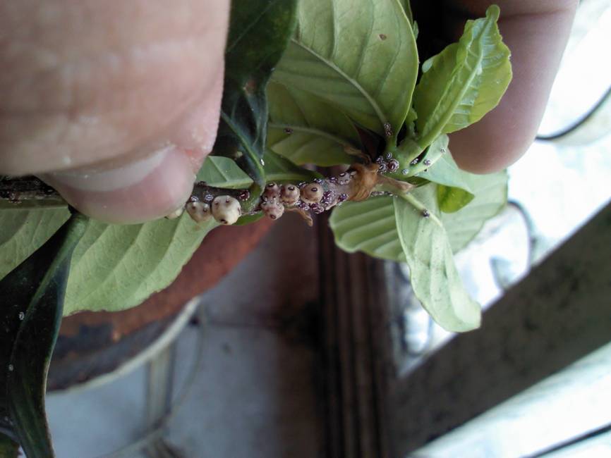 [Foto de planta, jardin, jardineria]