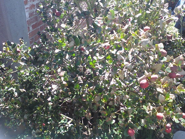 [Foto de planta, jardin, jardineria]