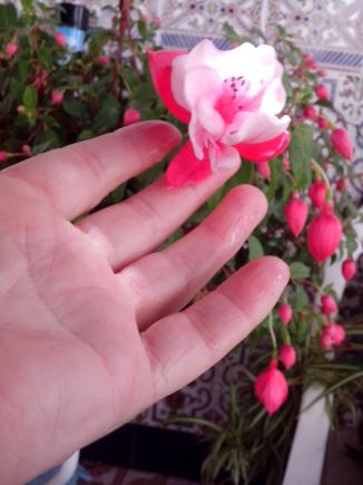 [Foto de planta, jardin, jardineria]