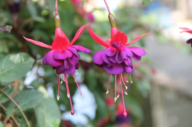 [Foto de planta, jardin, jardineria]