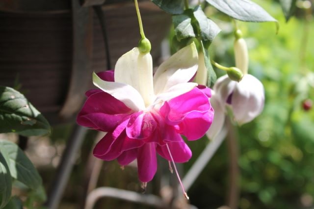 [Foto de planta, jardin, jardineria]