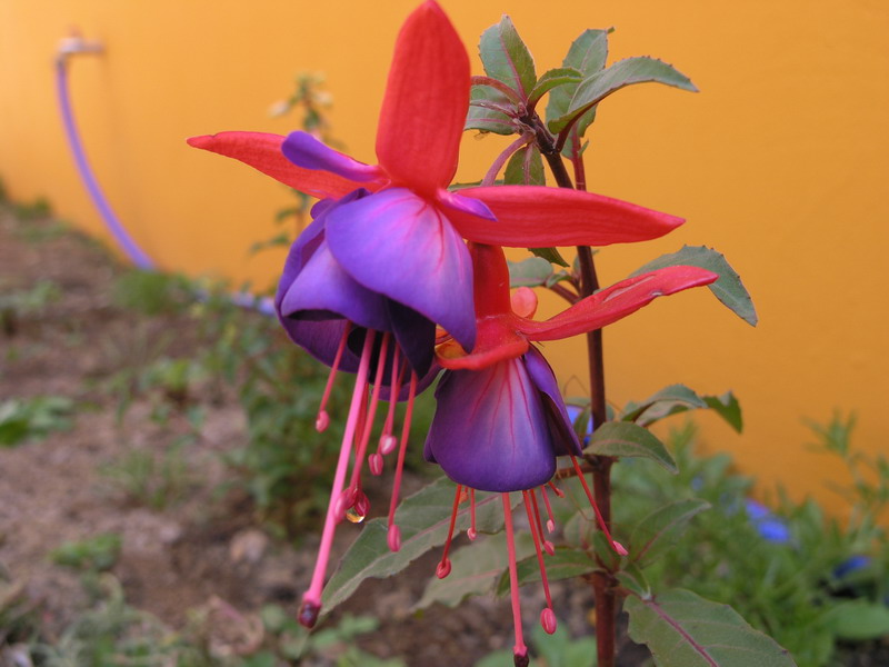 [Foto de planta, jardin, jardineria]