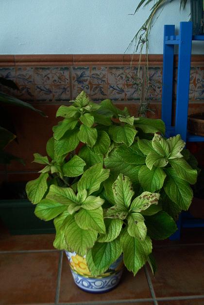 [Foto de planta, jardin, jardineria]