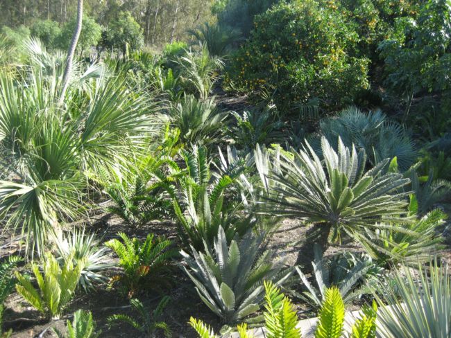 [Foto de planta, jardin, jardineria]