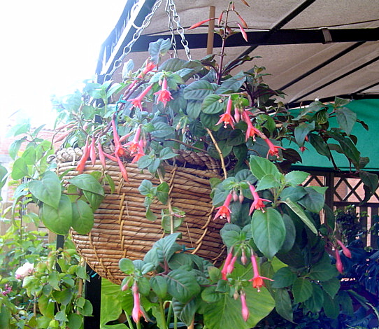 [Foto de planta, jardin, jardineria]