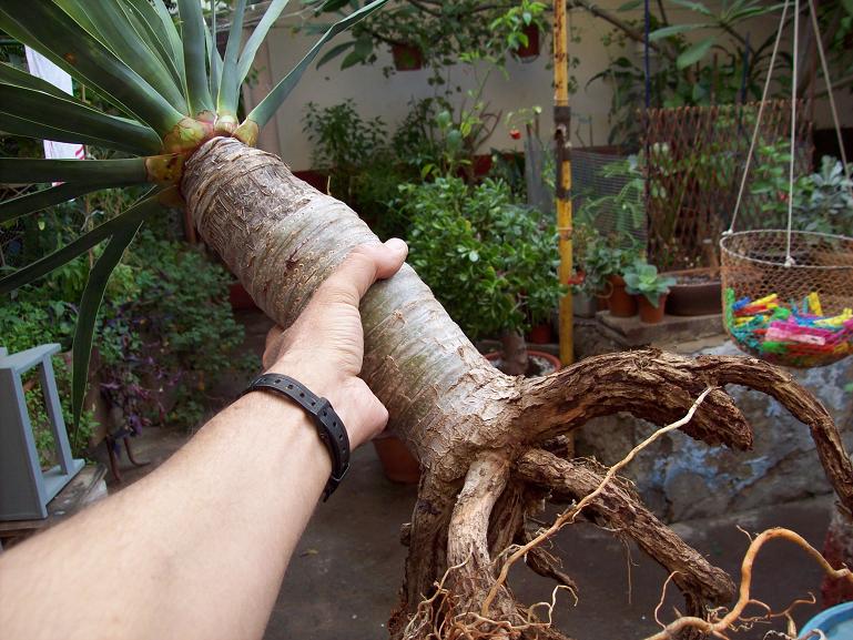 [Foto de planta, jardin, jardineria]