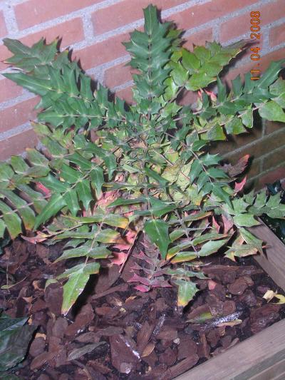[Foto de planta, jardin, jardineria]