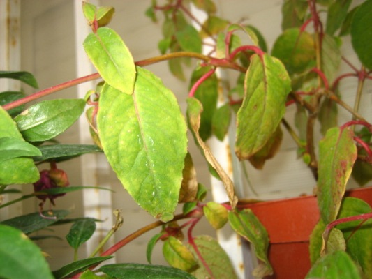 [Foto de planta, jardin, jardineria]