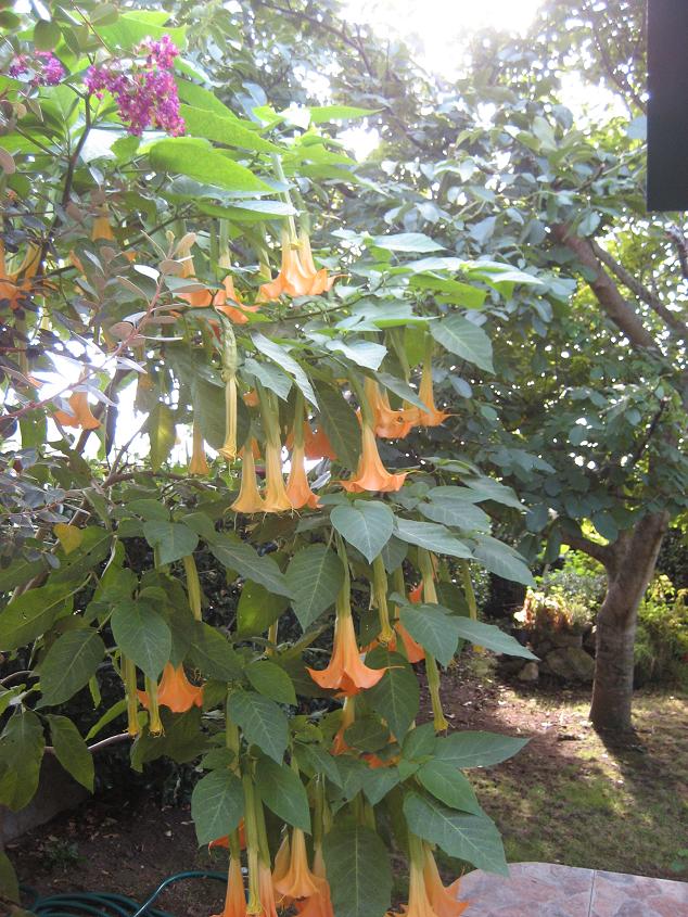 [Foto de planta, jardin, jardineria]