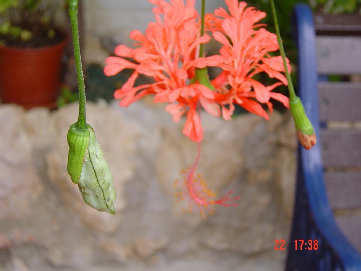 [Foto de planta, jardin, jardineria]