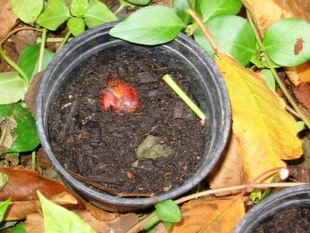 [Foto de planta, jardin, jardineria]