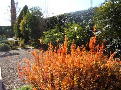 [Foto de planta, jardin, jardineria]