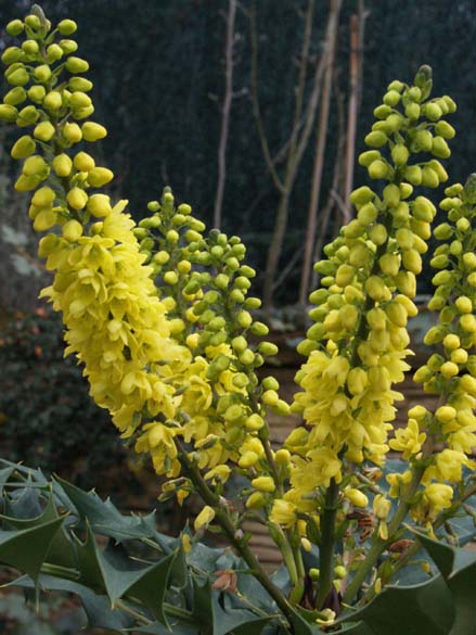 [Foto de planta, jardin, jardineria]