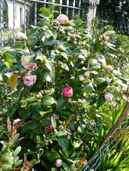 [Foto de planta, jardin, jardineria]