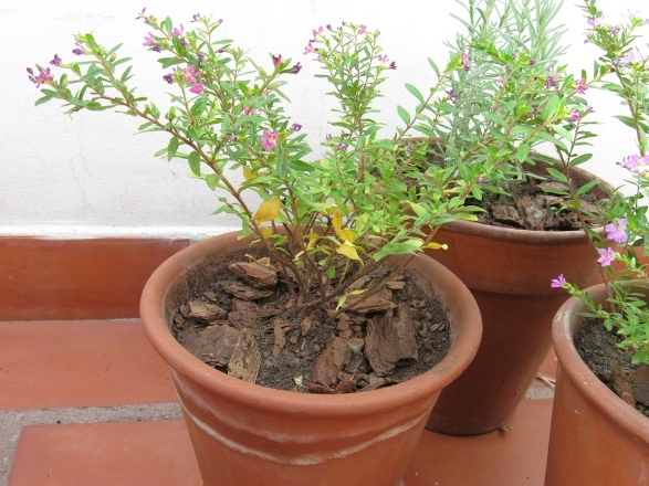 [Foto de planta, jardin, jardineria]