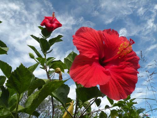 [Foto de planta, jardin, jardineria]