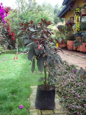 [Foto de planta, jardin, jardineria]