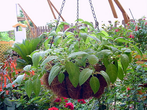 [Foto de planta, jardin, jardineria]