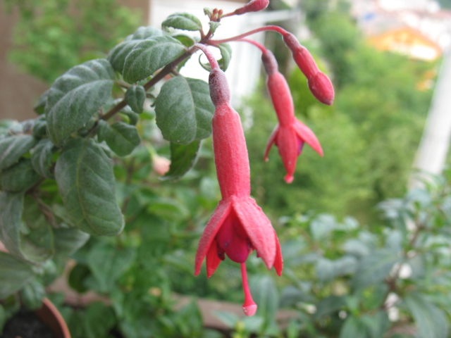 [Foto de planta, jardin, jardineria]