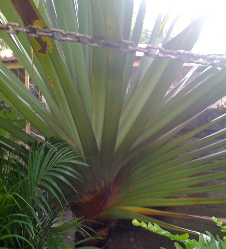 [Foto de planta, jardin, jardineria]