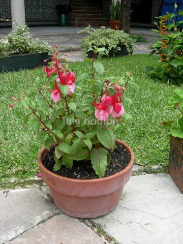 [Foto de planta, jardin, jardineria]