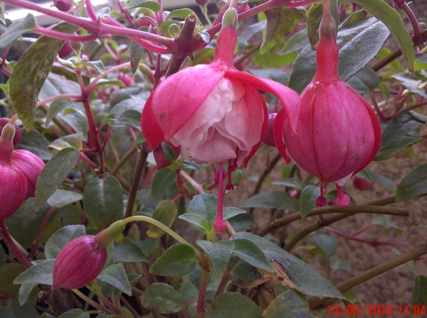 [Foto de planta, jardin, jardineria]