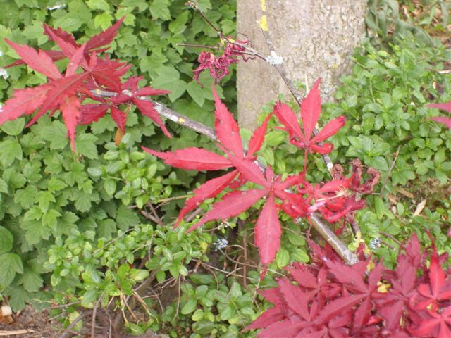 [Foto de planta, jardin, jardineria]