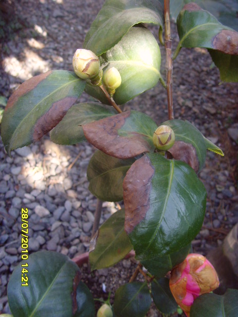 [Foto de planta, jardin, jardineria]