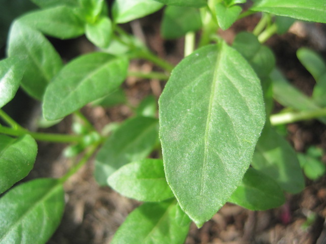 [Foto de planta, jardin, jardineria]