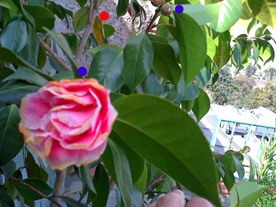 [Foto de planta, jardin, jardineria]