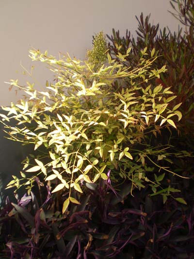 [Foto de planta, jardin, jardineria]
