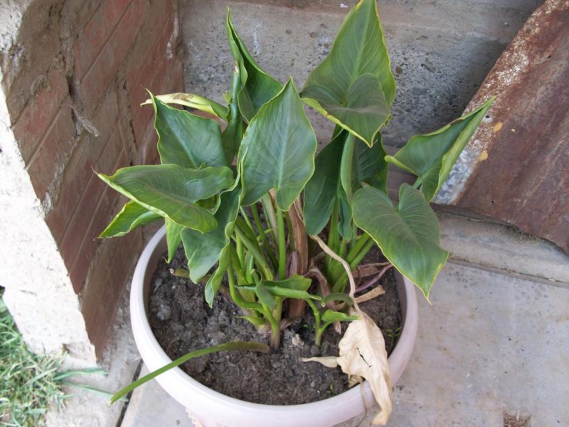 [Foto de planta, jardin, jardineria]