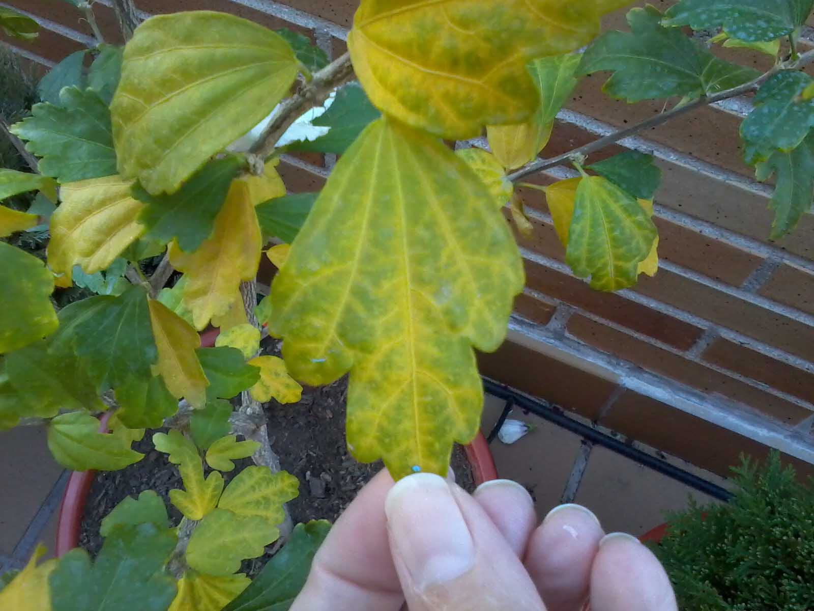 [Foto de planta, jardin, jardineria]