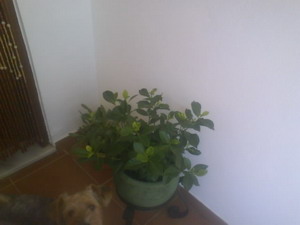 [Foto de planta, jardin, jardineria]