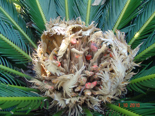 [Foto de planta, jardin, jardineria]