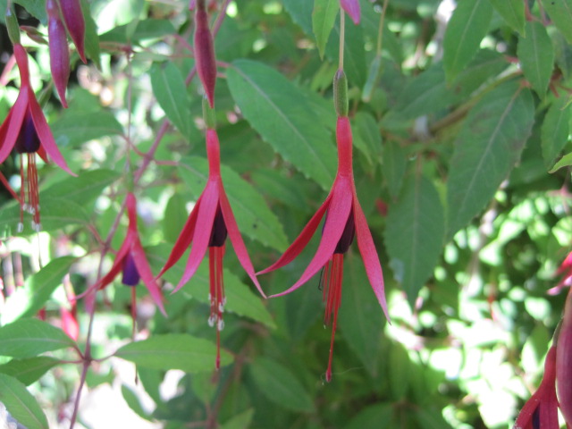 [Foto de planta, jardin, jardineria]