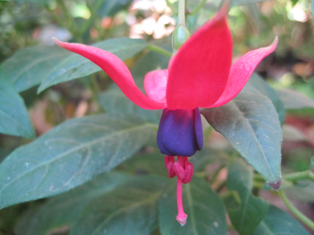 [Foto de planta, jardin, jardineria]