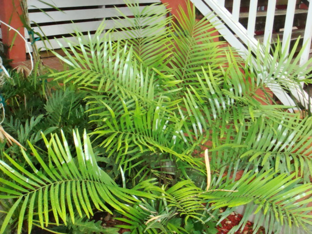 [Foto de planta, jardin, jardineria]